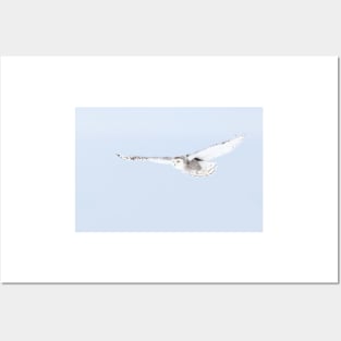 Glider - Snowy Owl Posters and Art